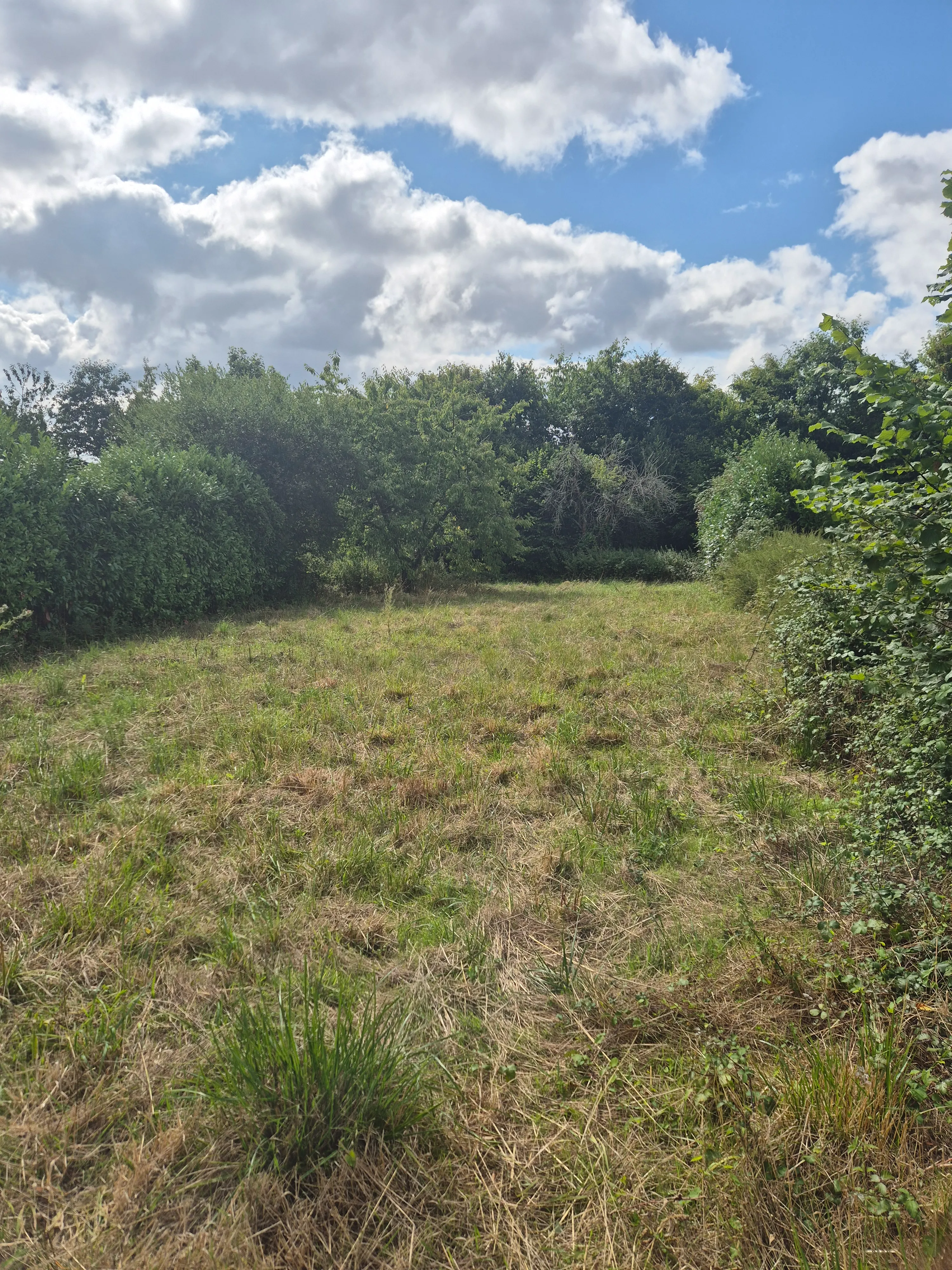 Pelouse avant tonte - Brocéliande